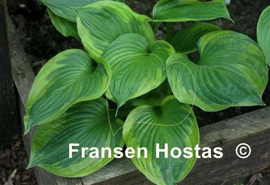 Hosta Whirl Blast